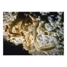 Gypsum blommar blommor personliga inbjudningskort
