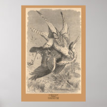 Gyrfalconen Print