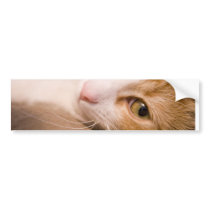 Gyroskop katten bildekaler