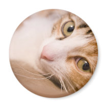 Gyroskop katten magneter