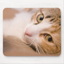 Gyroskop katten musmattor