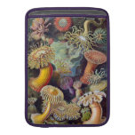 Haeckel havsanemon MacBook air sleeve