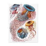Haeckel manet vykort