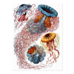 Haeckel manet vykort