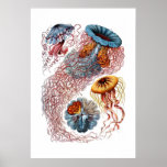 Haeckel manettryck print