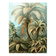 Haeckel palmträd vykort
