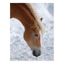 Haflinger 1 vykort