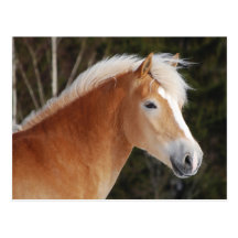 Haflinger 2 vykort