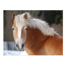 Haflinger 3 vykort