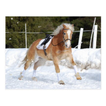 Haflinger 4 vykort