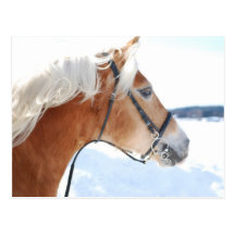 Haflinger 5 vykort