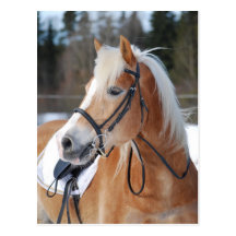 Haflinger 6 vykort