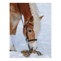Haflinger 7 vykort