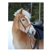 Haflinger 8 vykort