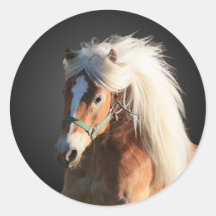 Haflinger häst med den härliga manen klistermärken