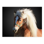 Haflinger häst med den härliga manen vykort