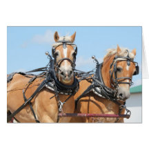 Haflinger hästar hälsningskort
