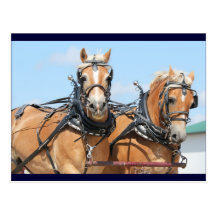 Haflinger hästar vykort
