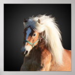 Haflinger Posters