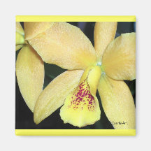 HalloncitronOrchid Magneter