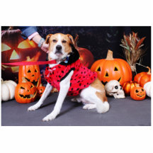 Halloween - Beagle Labrador X - Jacob Photo Sculptures