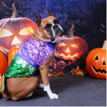 Halloween - boxare - Roxy Cut Out