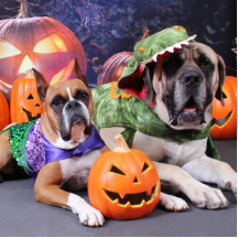 Halloween - boxare - Roxy och Mastiff - Lach Cut Outs