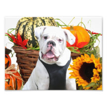 Halloween bulldogg konstfoto