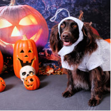 Halloween - Deutscher Wachtelhund - Matilda Photo Cut Out