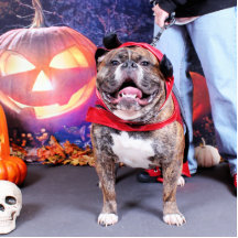 Halloween - engelsk bulldogg - spike photo sculpture