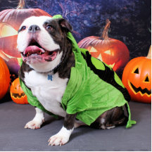 Halloween - engelsk bulldogg - spike photo cutouts