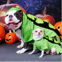 Halloween engelsk bulldoggspike - ChihuahuaGizmo Photo Sculptures