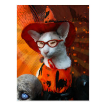 Halloween katt vykort