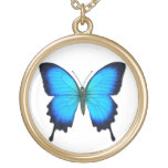 Halsband för blåttPapilio Ulysses fjäril