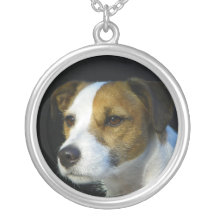 Halsband för jackRussell Terrier