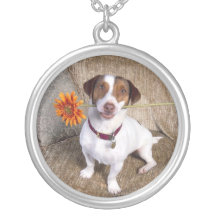 Halsband för jackRussell Terrier