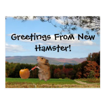Hälsningar från ny Hamster!  Vykort