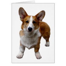 HÄLSNINGKORT:  Corgie hund