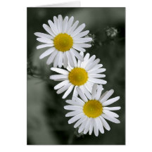Hälsningkort för tre daisy