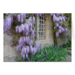 HÄLSNINGKORT - Wisteria i blom