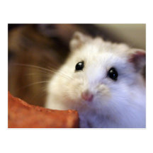 Hamster Postcard 葉書き