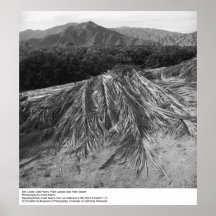 Handflatan lämnar nära Palm Desert av Ansel Adams Posters