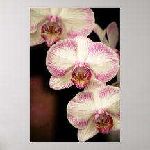 Handlag av rosor - Orchids Posters