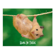 Hängning i där Hamster Vykort