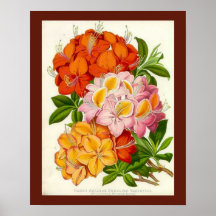 "Härdade Azaleas" vid herr Joseph Paxton Affischer