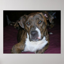 Harley 06 affisch