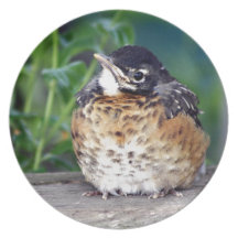 Härlig baby Robin Tallrikar