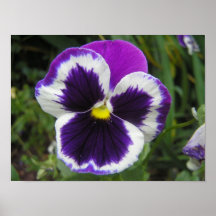 Härlig blomma affischer