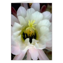 Härlig blomma kort