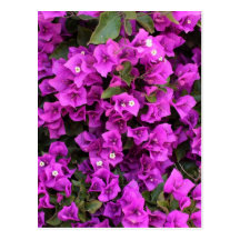 Härlig Bougainvillea Vykort